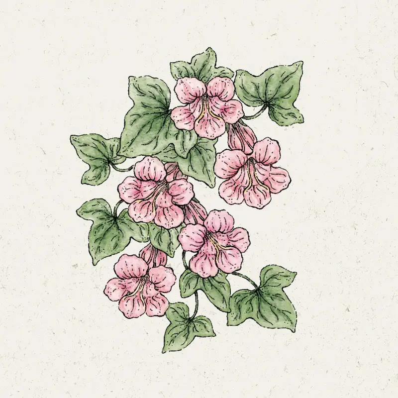 Climbing Snapdragon Seeds – 'Mystic Rose' (Asarina Scandens) 1