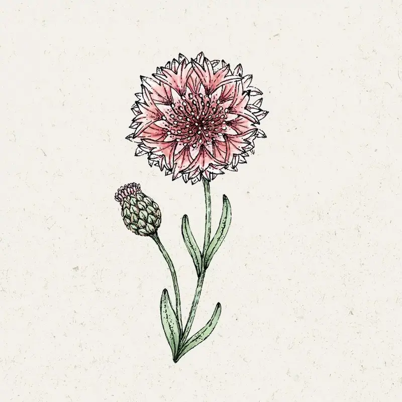 Cornflower Seeds – 'Classic Romantic' (Centaurea Cyanus) 1