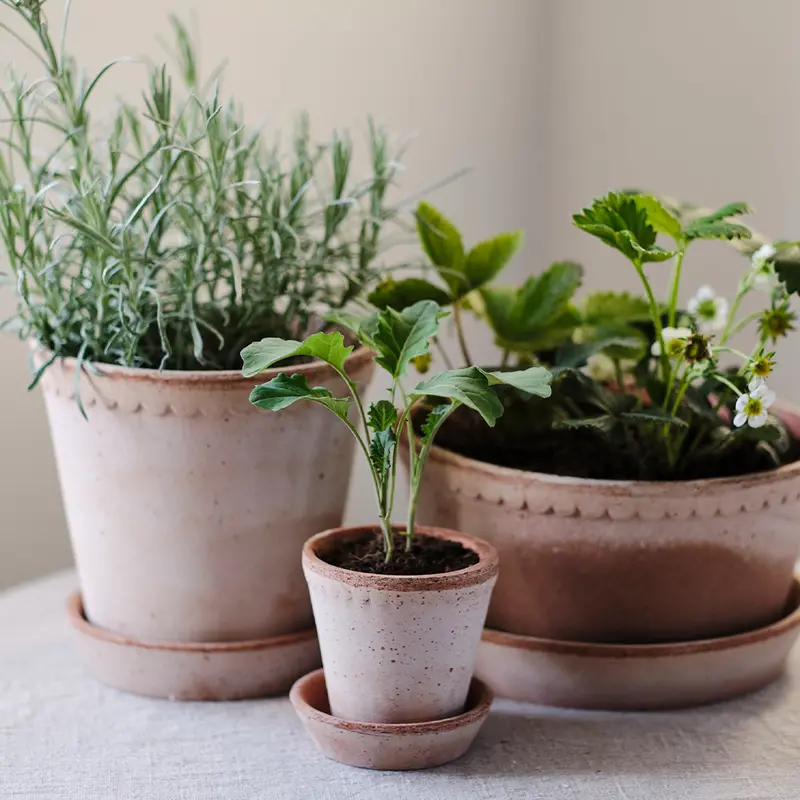 Helena Rose Planter With Saucer 1